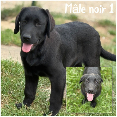 Mâle noir 