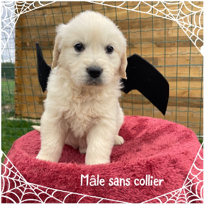 Sans collier 