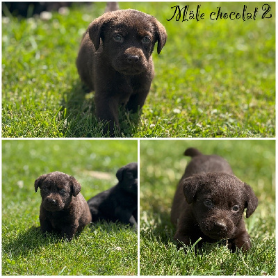 Mâle chocolat 2