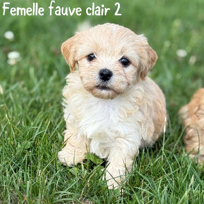Femelle fauve clair 2 