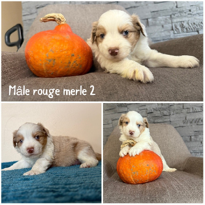 Mâle rouge merle 2