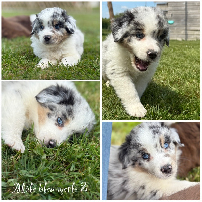 Mâle bleu merle 2 