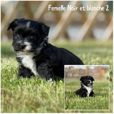 Femelle Noir et blanche 