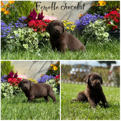 Femelle chocolat 