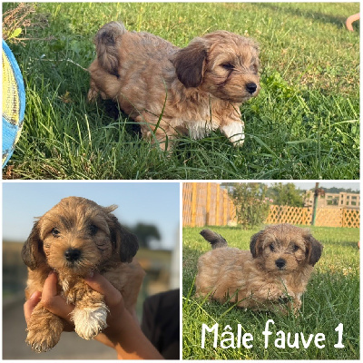 Mâle fauve 1 