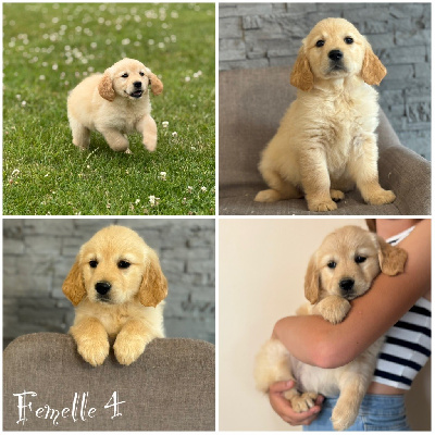 Femelle 4 