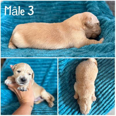 Mâle 3