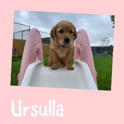 Ursulla 