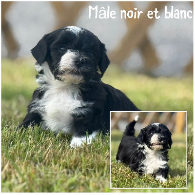 Mâle noir et blanc 