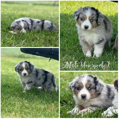 Mâle bleu merle 1 