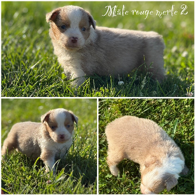 Mâle rouge merle 2 