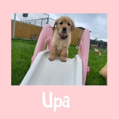 Upa 