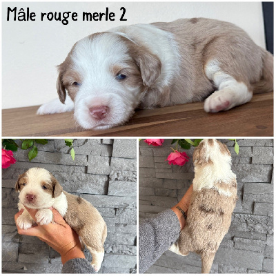 Mâle rouge merle 2 