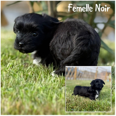 femelle Noir 