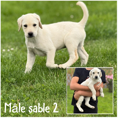Mâle sable 2 