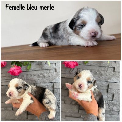 Femelle bleu merle 