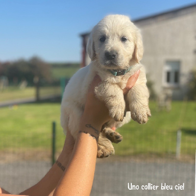 CHIOT 1