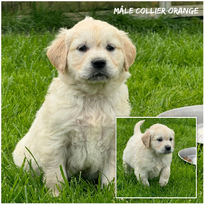 CHIOT 1