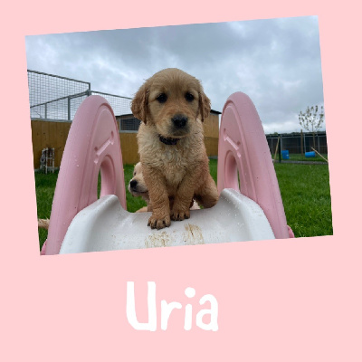 Uria 