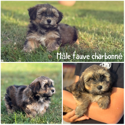 Mâle fauve charbonné 