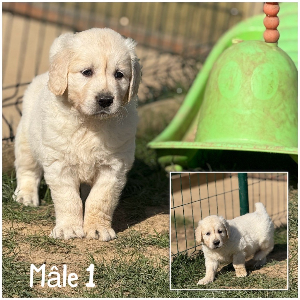 Des Terres De L'Avesnois - Chiots disponibles - Golden Retriever