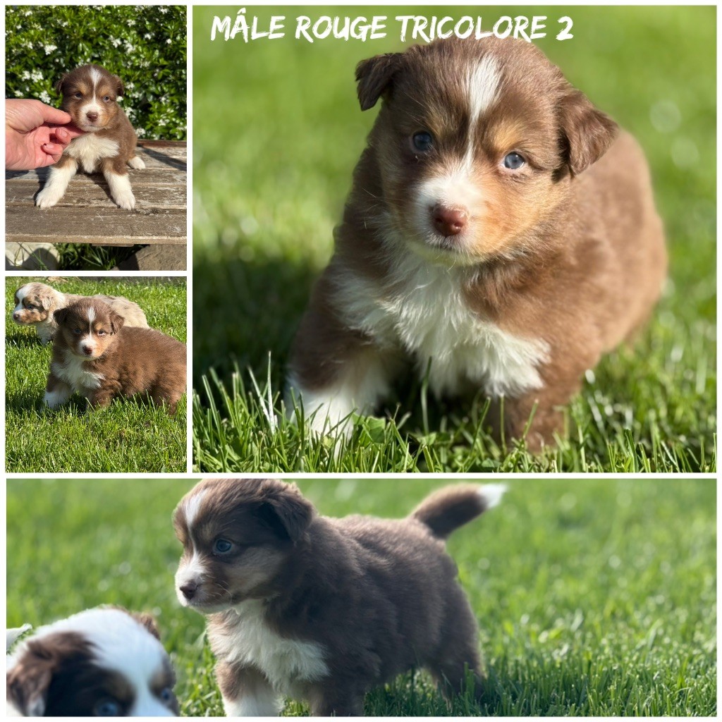 Des Terres De L'Avesnois - Chiots disponibles - Berger Américain Miniature 