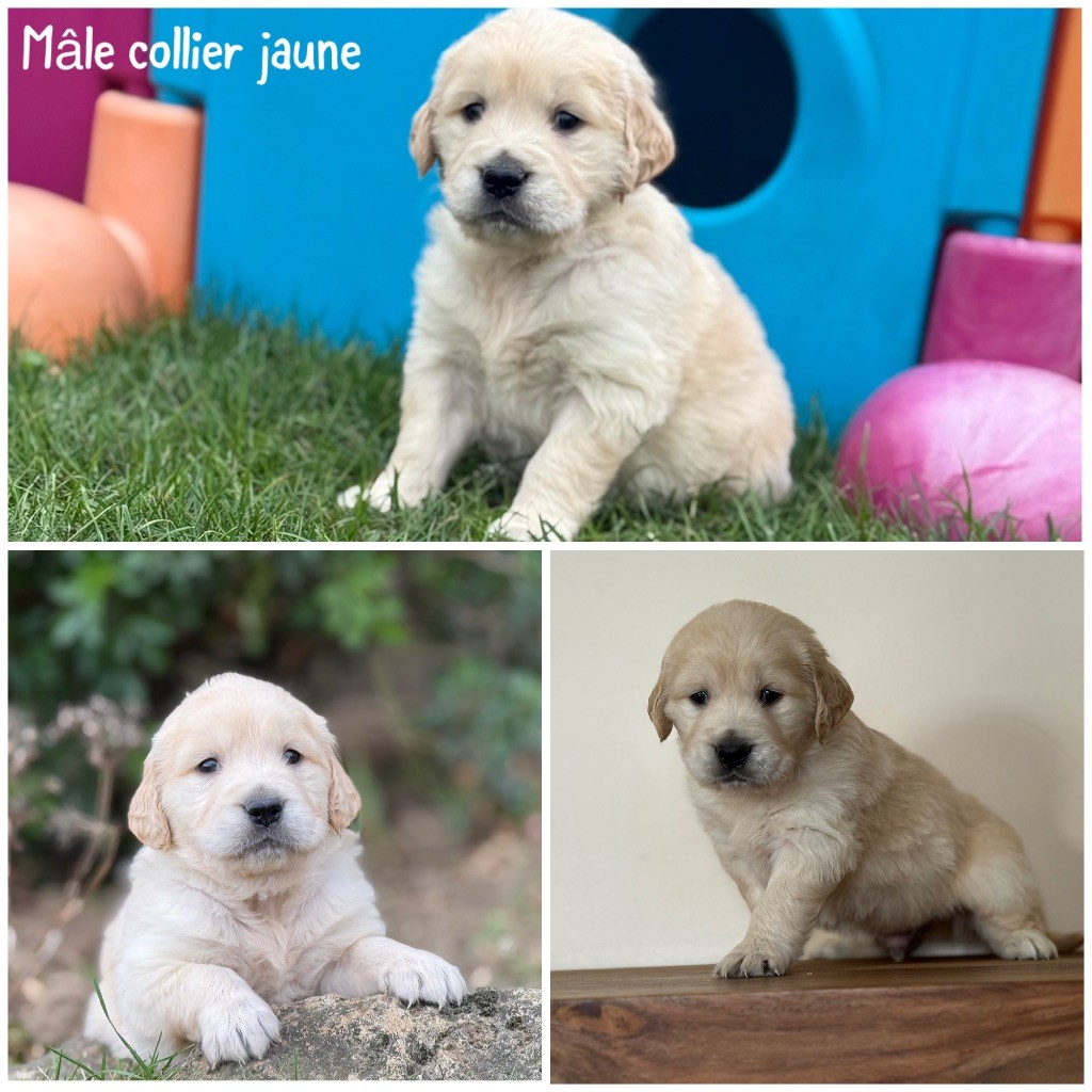Des Terres De L'Avesnois - Chiots disponibles - Golden Retriever