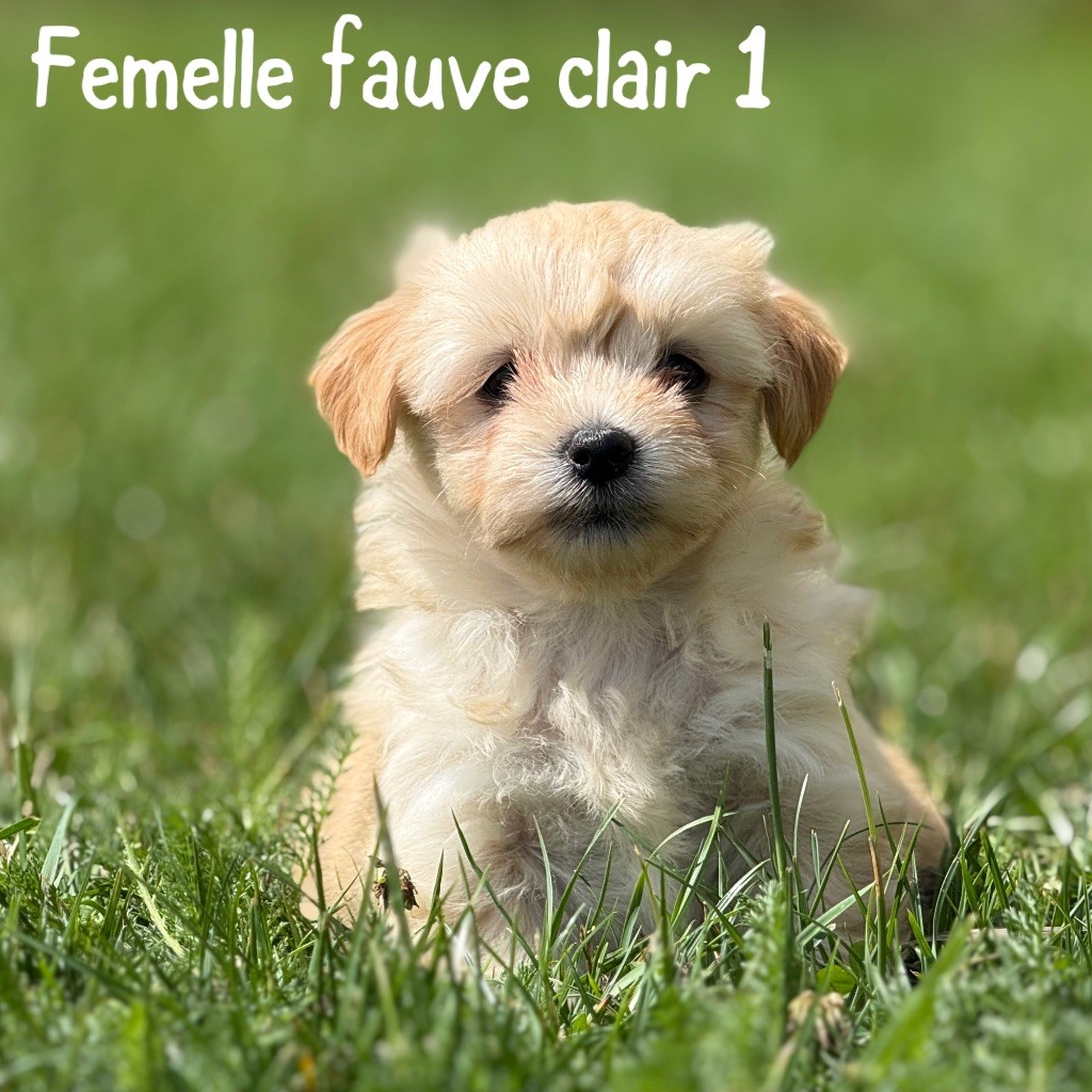Des Terres De L'Avesnois - Chiots disponibles - Bichon Havanais