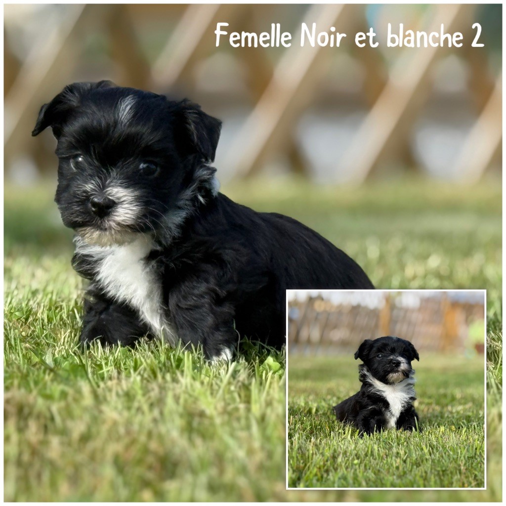 Des Terres De L'Avesnois - Chiots disponibles - Bichon Havanais