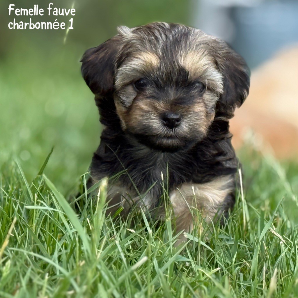 Des Terres De L'Avesnois - Chiots disponibles - Bichon Havanais