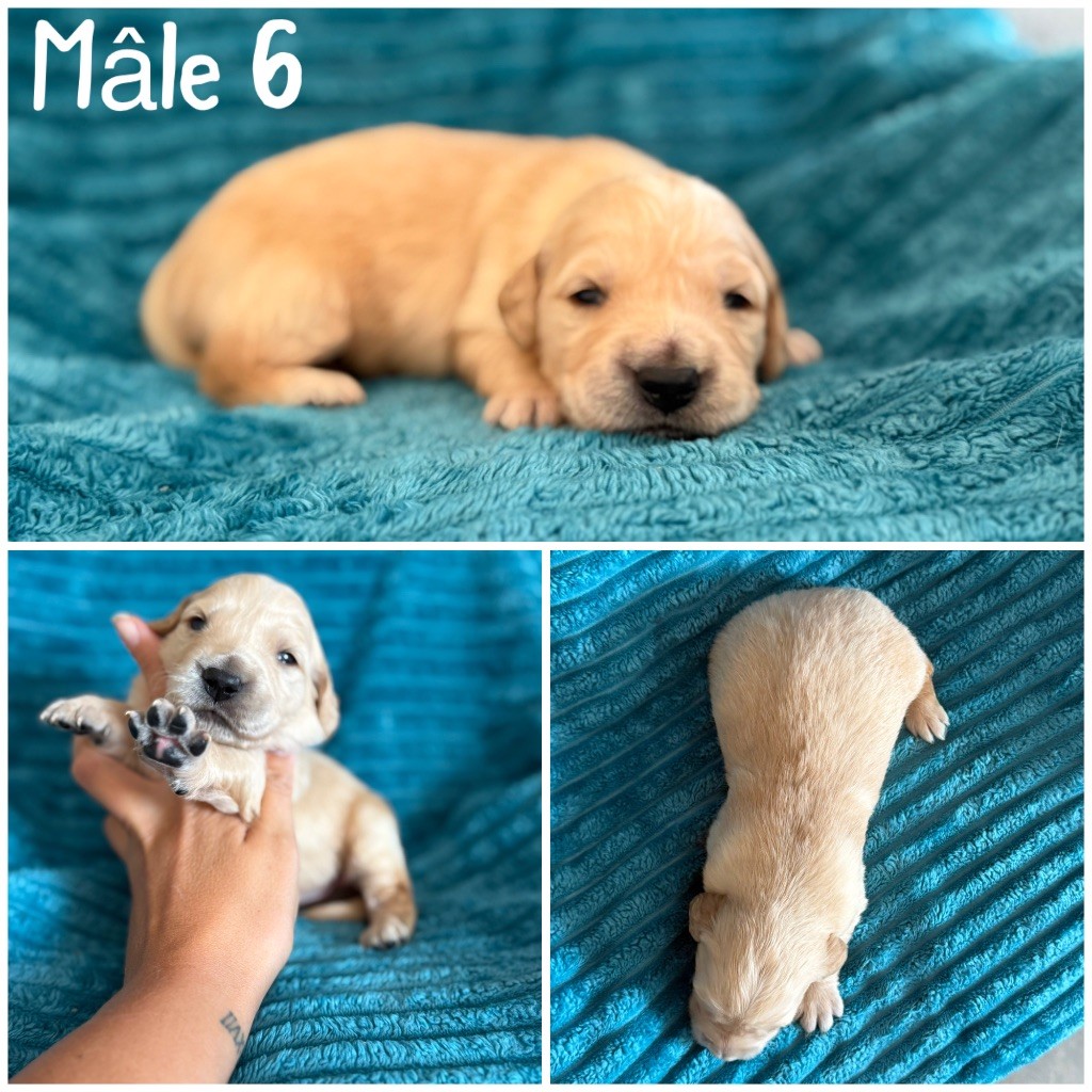 Des Terres De L'Avesnois - Chiots disponibles - Golden Retriever