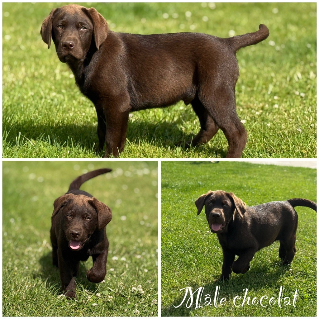 Des Terres De L'Avesnois - Chiots disponibles - Labrador Retriever