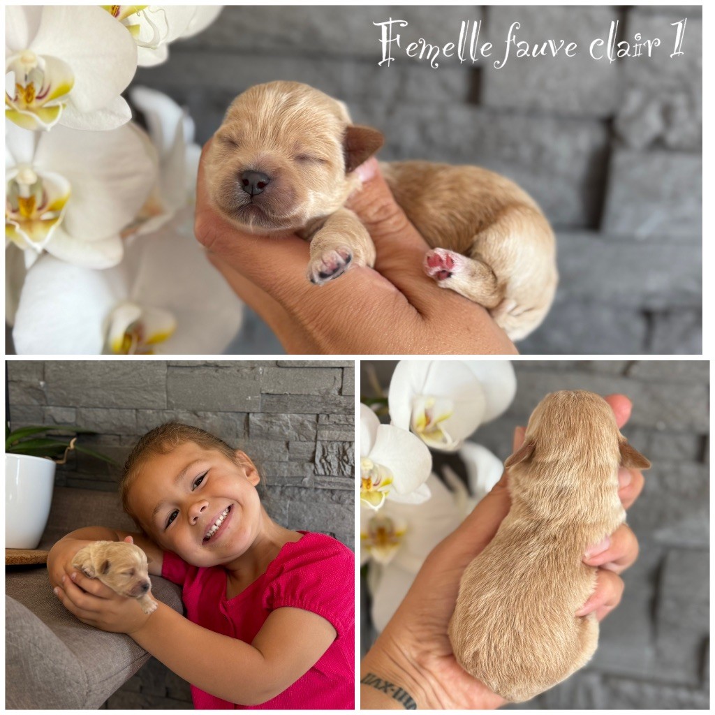 Des Terres De L'Avesnois - Chiots disponibles - Bichon Havanais