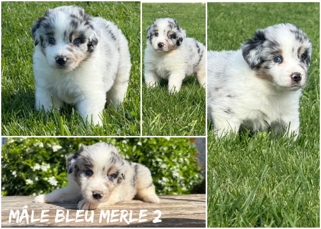 Des Terres De L'Avesnois - Chiots disponibles - Berger Américain Miniature 