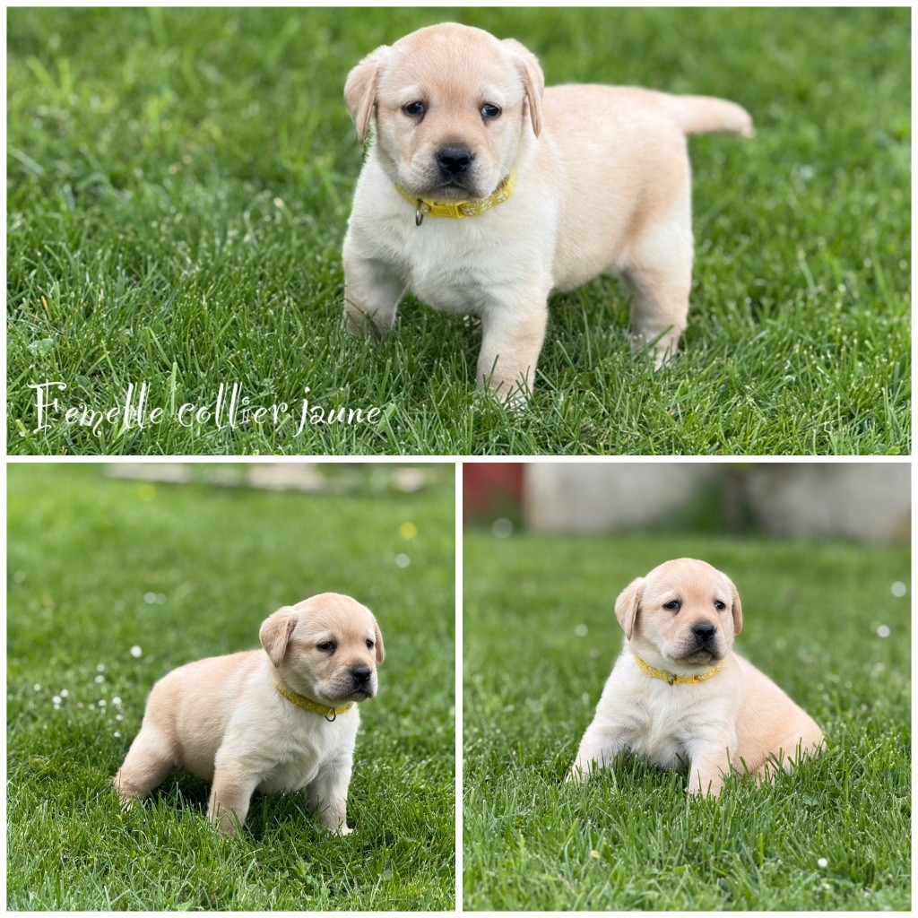 Des Terres De L'Avesnois - Chiots disponibles - Labrador Retriever