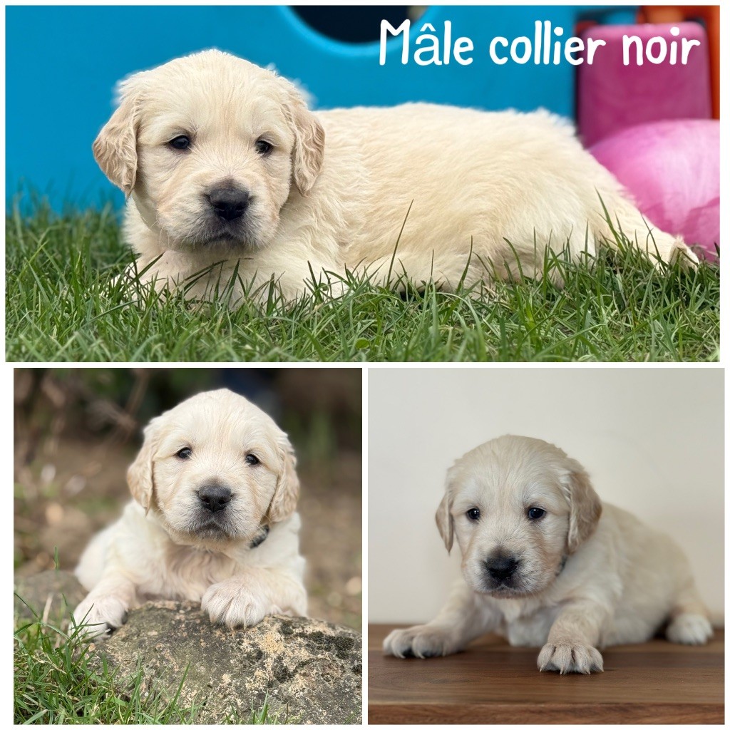 Des Terres De L'Avesnois - Chiots disponibles - Golden Retriever