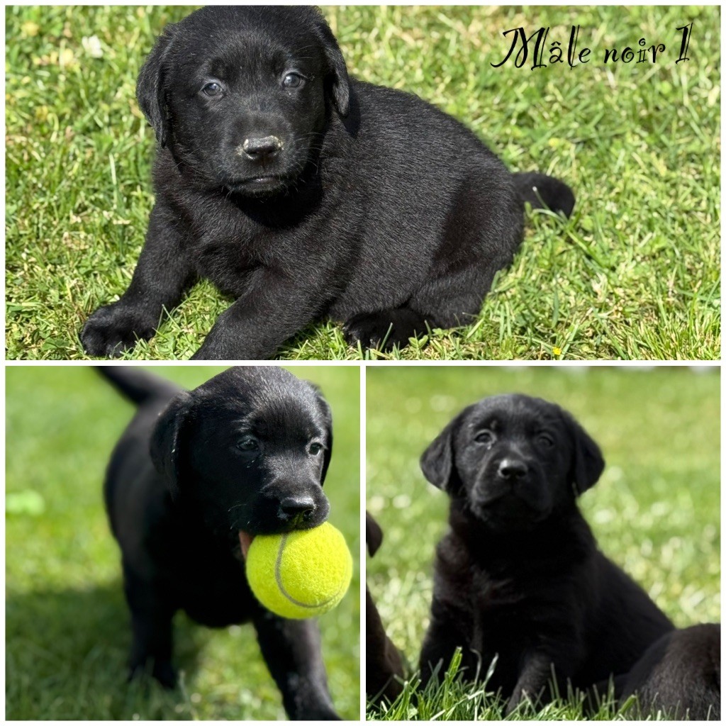 Des Terres De L'Avesnois - Chiots disponibles - Labrador Retriever