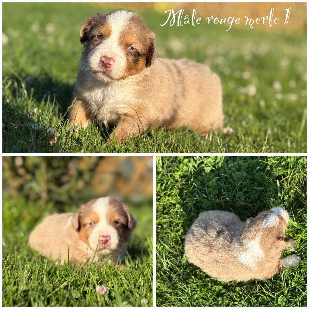 Des Terres De L'Avesnois - Chiots disponibles - Berger Américain Miniature 