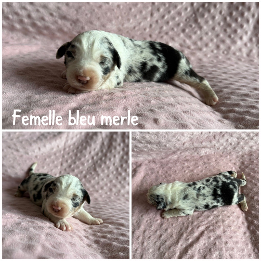 Des Terres De L'Avesnois - Chiots disponibles - Berger Américain Miniature 