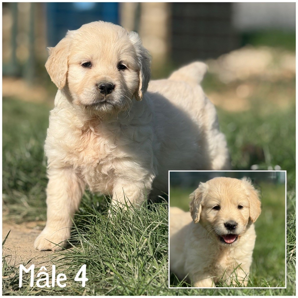Des Terres De L'Avesnois - Chiots disponibles - Golden Retriever