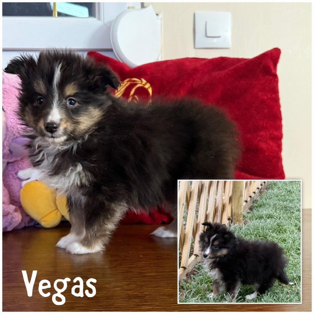 Des Terres De L'Avesnois - Chiots disponibles - Shetland Sheepdog