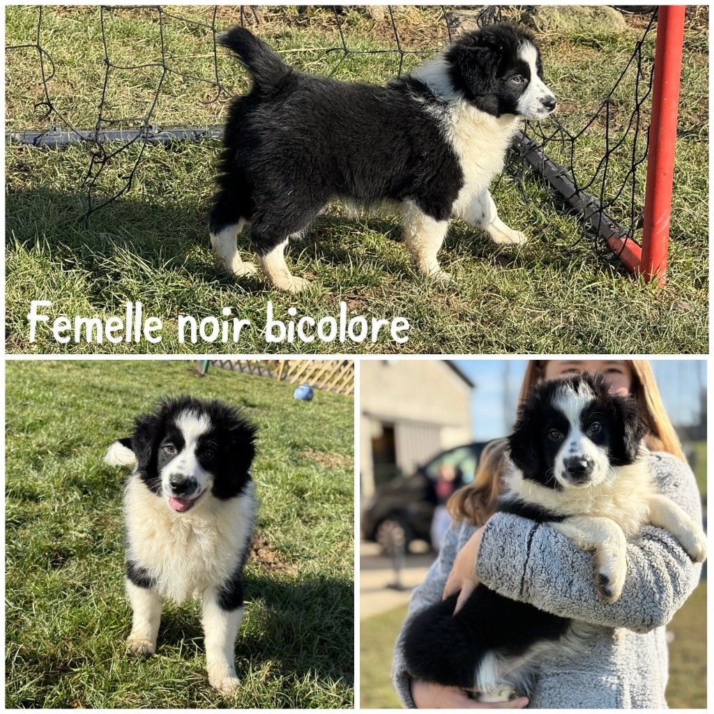 Des Terres De L'Avesnois - Chiots disponibles - Berger Américain Miniature 