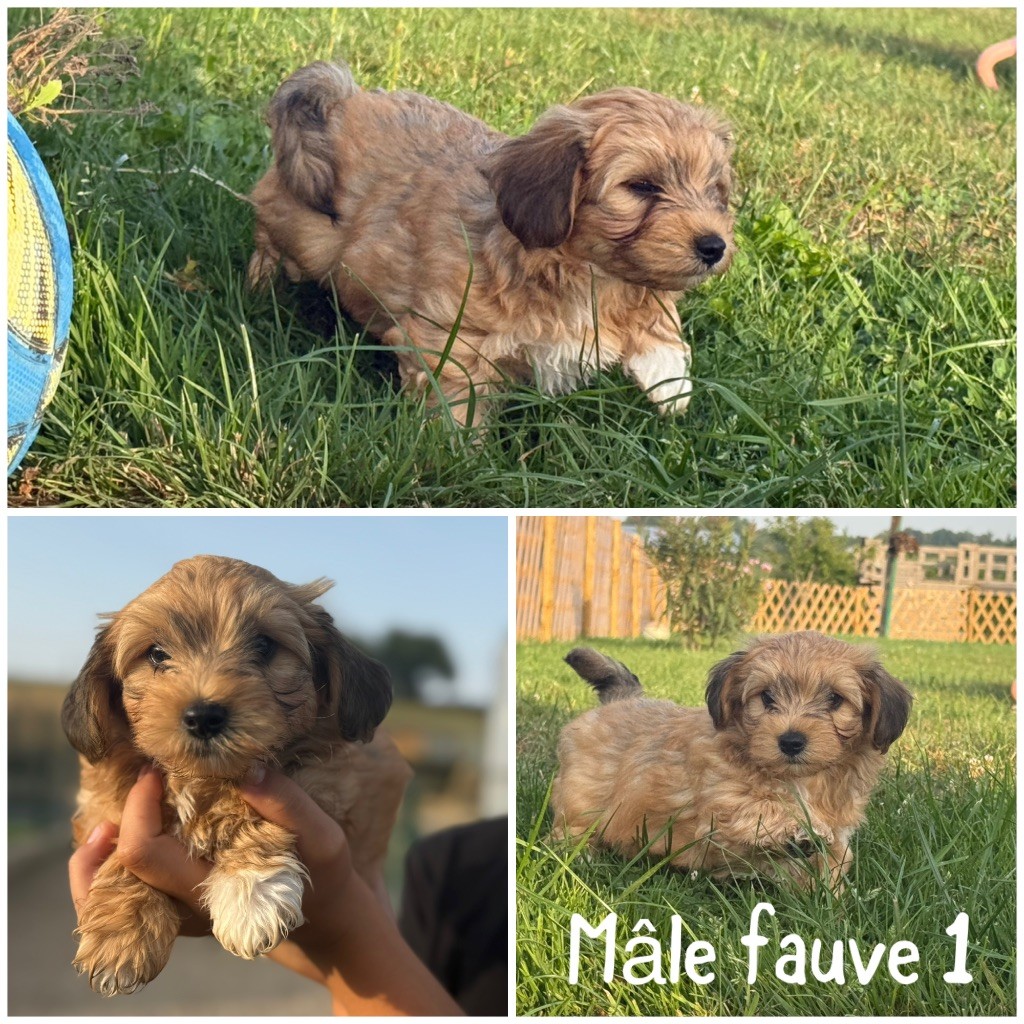 Des Terres De L'Avesnois - Chiots disponibles - Bichon Havanais