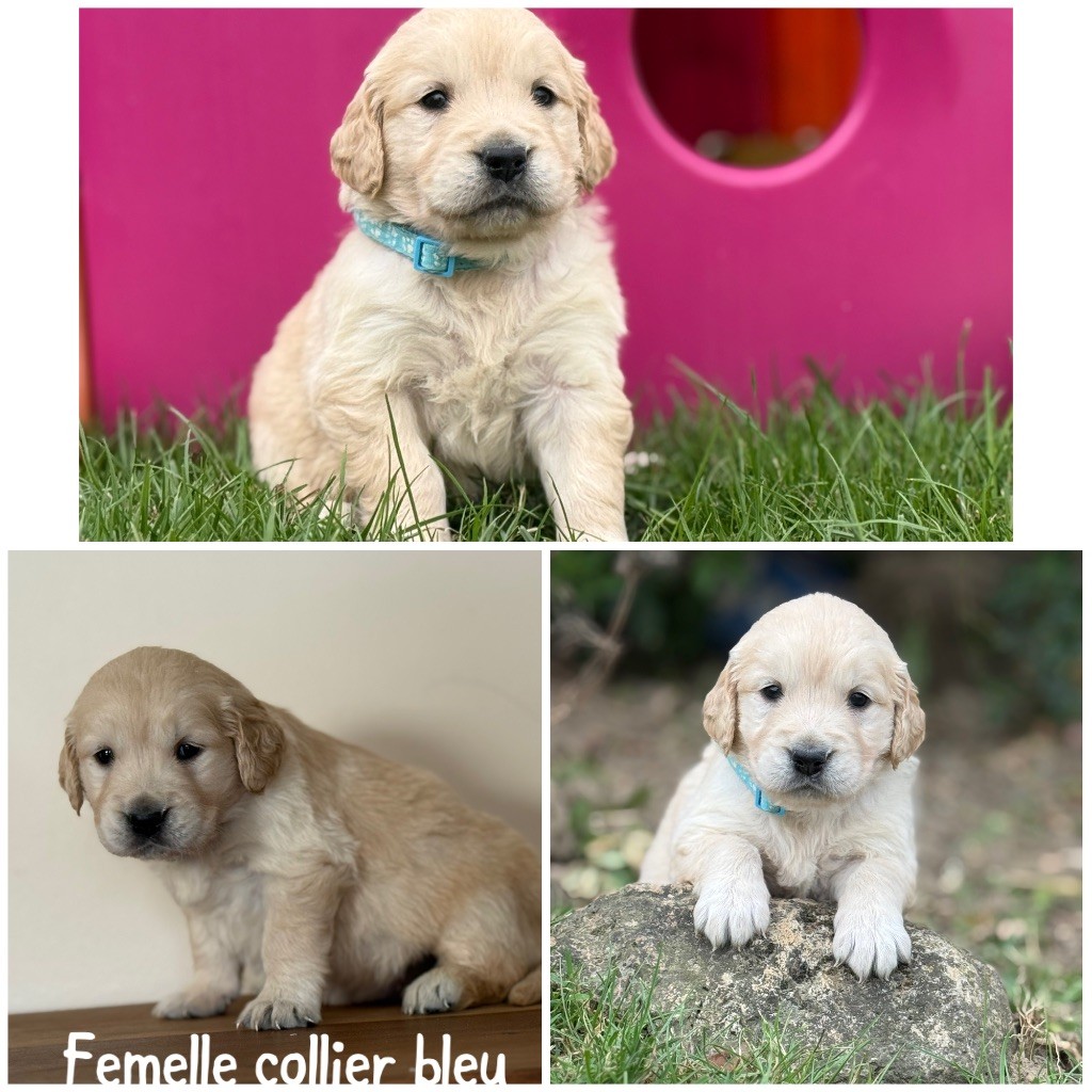 Des Terres De L'Avesnois - Chiots disponibles - Golden Retriever