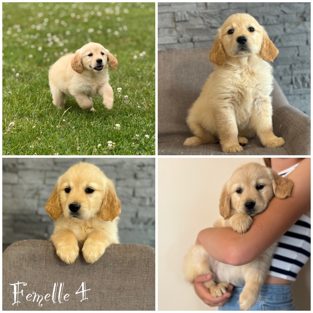 Des Terres De L'Avesnois - Chiots disponibles - Golden Retriever