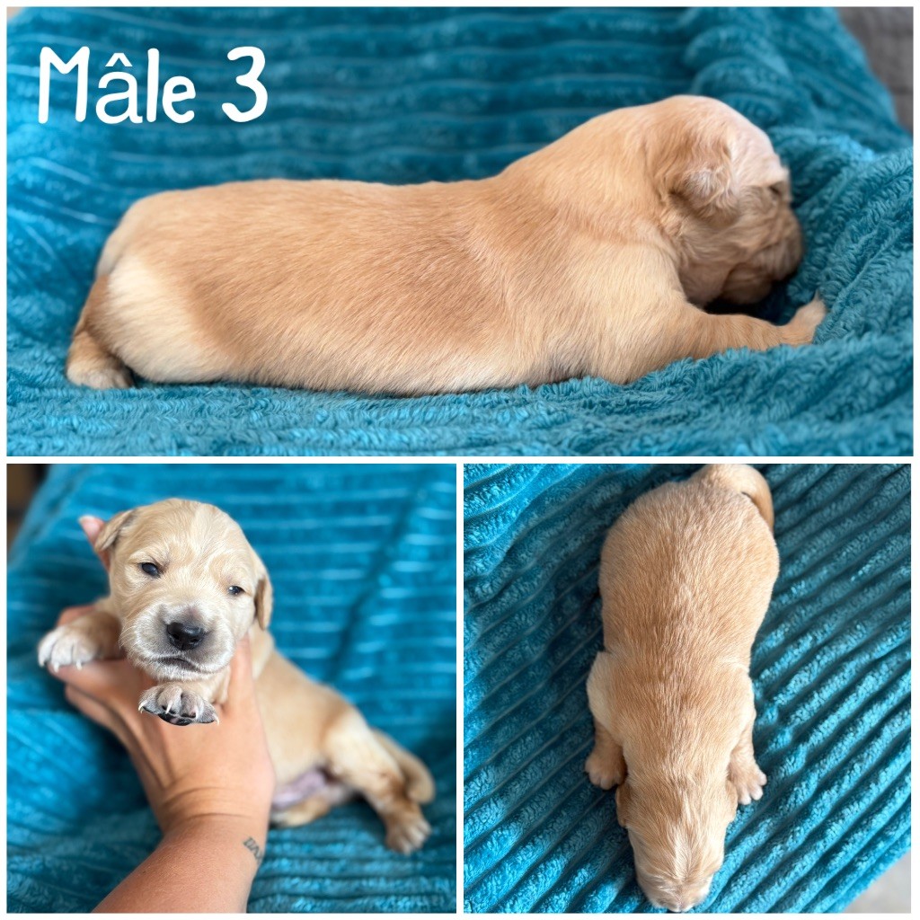 Des Terres De L'Avesnois - Chiots disponibles - Golden Retriever