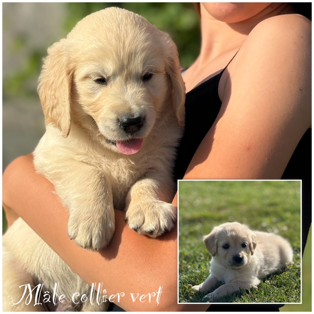 Des Terres De L'Avesnois - Chiots disponibles - Golden Retriever