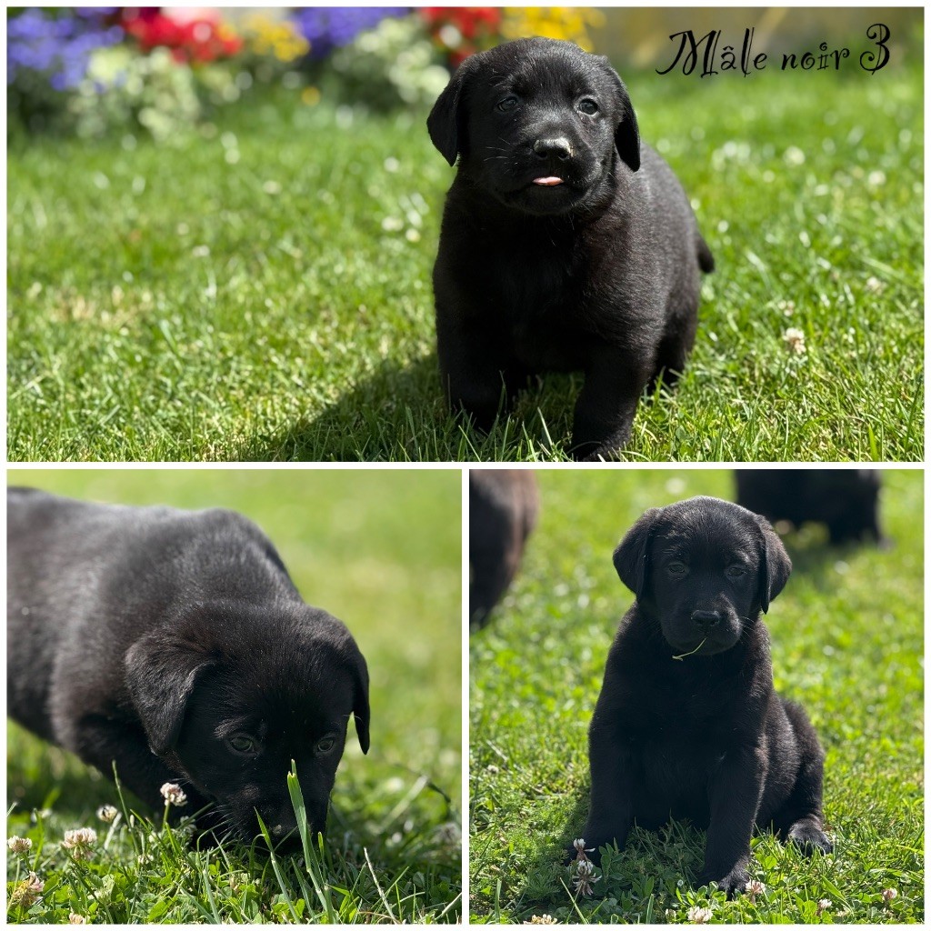 Des Terres De L'Avesnois - Chiots disponibles - Labrador Retriever