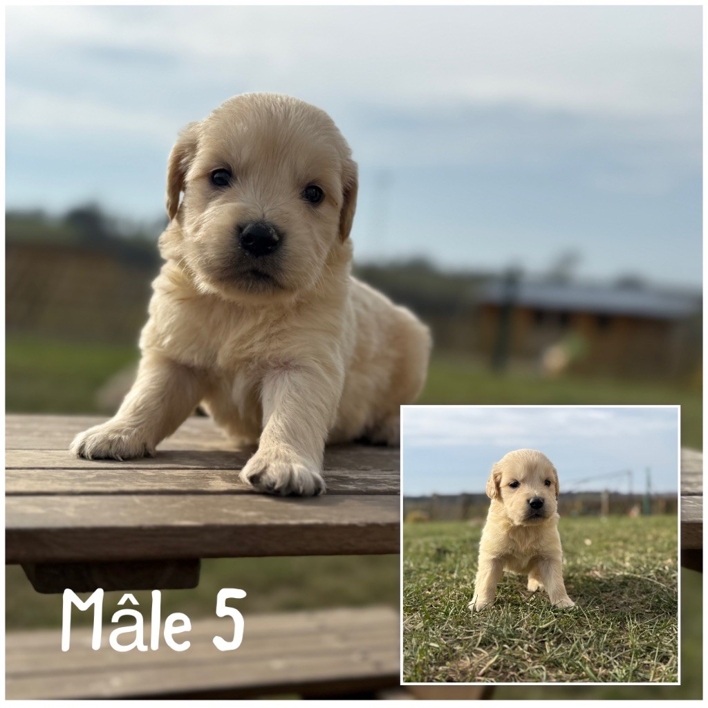 Des Terres De L'Avesnois - Chiots disponibles - Golden Retriever