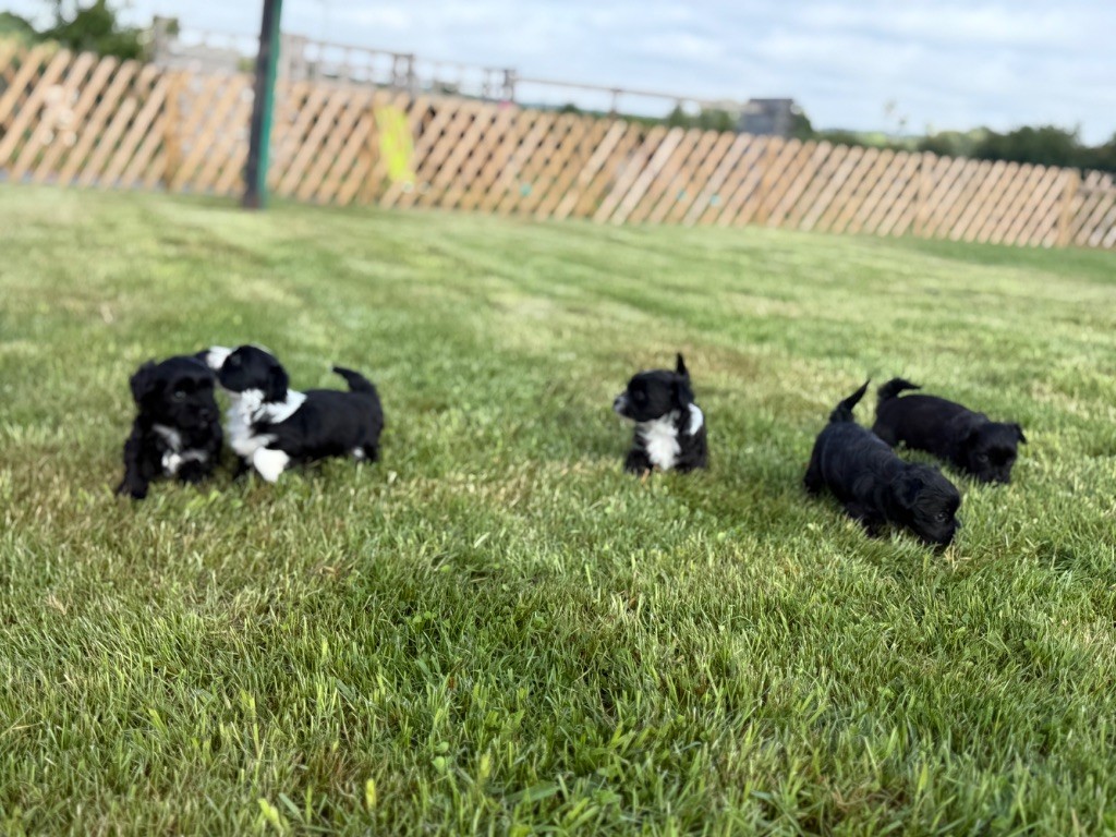 Chiot Bichon Havanais Des Terres De L'Avesnois
